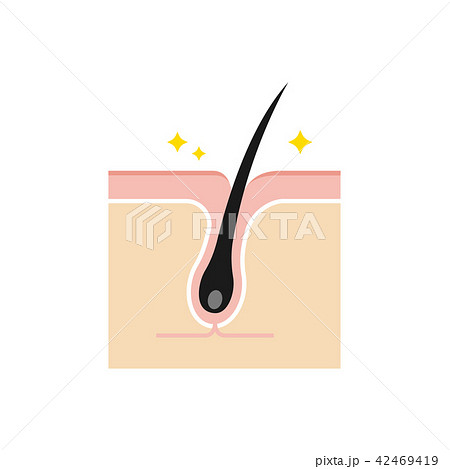 毛穴断面図イラスト / きれいで引き締まった毛穴 42469419