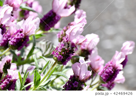 三鷹中原に咲くフレンチラベンダー 三鷹中原に咲くフレンチラベンダー 42469426