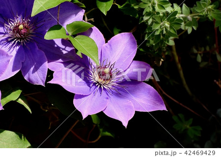 三鷹中原に咲く紫のクレマチス（テッセン） 42469429