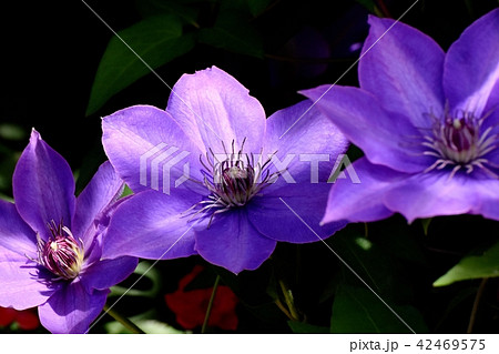 三鷹中原に咲く紫のクレマチス（テッセン） 42469575