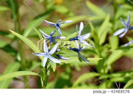 三鷹中原に咲くイソトマ 42469576