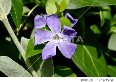 三鷹中原に咲くツルニチニチソウ 42469578