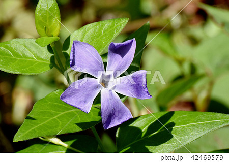 三鷹中原に咲くツルニチニチソウ 三鷹中原に咲くツルニチニチソウ 42469579