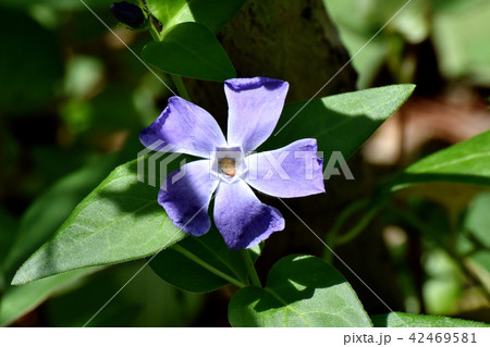 三鷹中原に咲くツルニチニチソウ 42469581