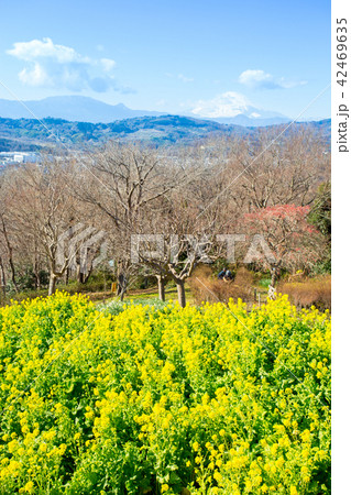 吾妻山 海 富士山  春の花  菜の花畑 42469635