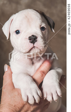 Funny American Bulldog puppy on hands 42469698