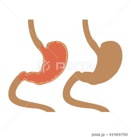Human stomach icon on white background 42469700