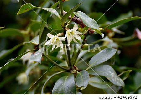 三鷹仙川公園に咲くシキミの花 三鷹仙川公園に咲くシキミの花 42469972