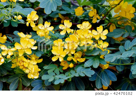 三鷹中原に咲くコバノセンナ 42470102