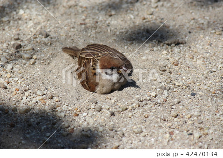 公園のスズメ 42470134