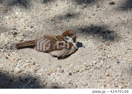 公園のスズメ 42470136
