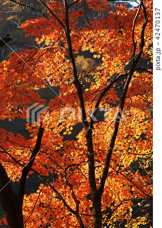 陽射しに映える紅葉 42470137