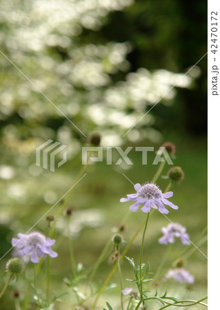四季の散歩　秋　たじま高原植物園 42470172