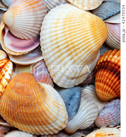 Shells of anadara at summer day 42470534