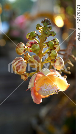 Couroupita guianensis, cannonball bloom flower 42470571