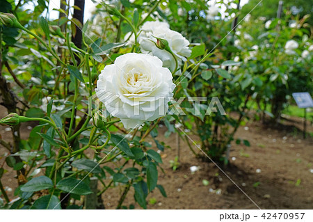 純白の美しいバラ 42470957