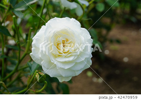 純白の美しいバラ 純白の美しいバラ 42470959