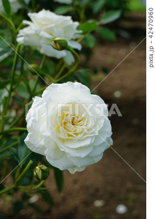 純白の美しいバラ 純白の美しいバラ 42470960