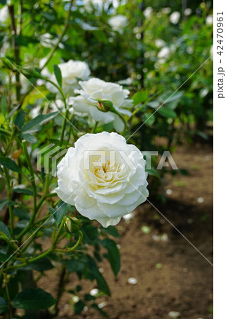 純白の美しいバラ 純白の美しいバラ 42470961