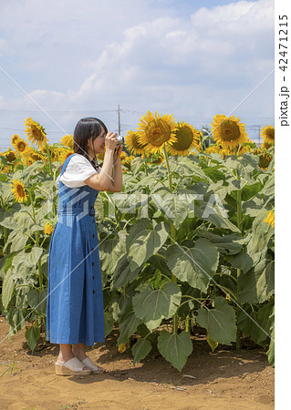 カメラ女子 ひまわり畑 夏 カメラ女子 ひまわり畑 夏 42471215