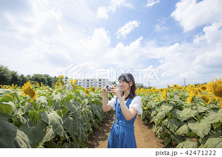 カメラ女子 ひまわり畑 夏 カメラ女子 ひまわり畑 夏 42471222