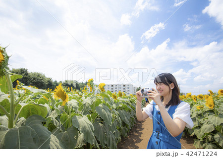 カメラ女子 ひまわり畑 夏 カメラ女子 ひまわり畑 夏 42471224