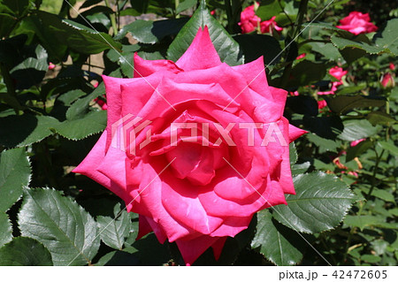かわら館のバラ 42472605