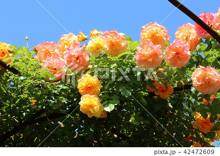 かわら館のバラ 42472609