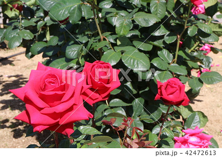 かわら館のバラ かわら館のバラ 42472613