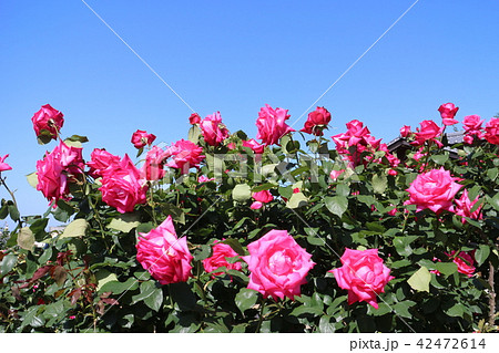 かわら館のバラ 42472614