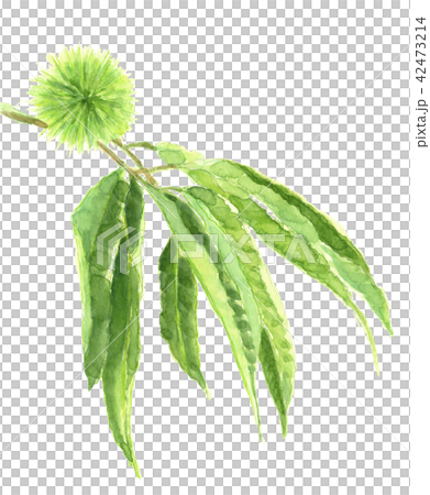 Chestnut barbecu with leaves 42473214