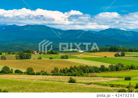 《北海道》夏の美瑛・田園風景 42473233