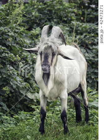Adult male goat with horns 42473271