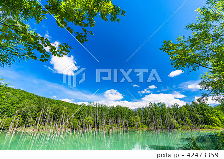 《北海道》青い池・夏の美瑛 《北海道》青い池・夏の美瑛 42473359