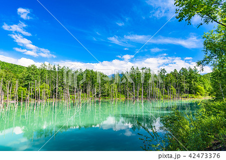 《北海道》青い池・夏の美瑛 《北海道》青い池・夏の美瑛 42473376