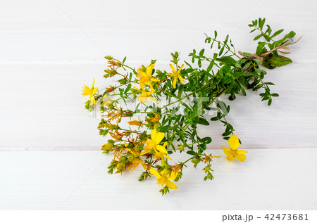 St. John's wort (Hypericum perforatum)on white background 42473681