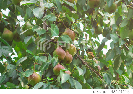 pears on the tree pears on the tree 42474112