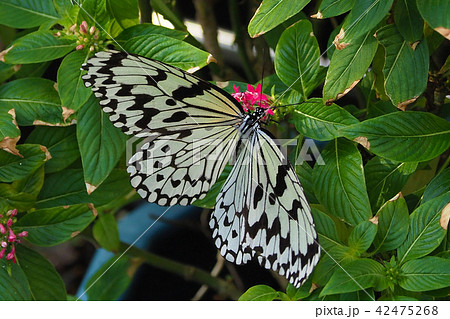 オオゴマダラ 42475268