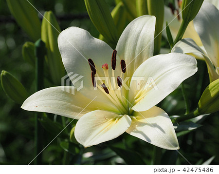 ユリ（自然質感） 42475486