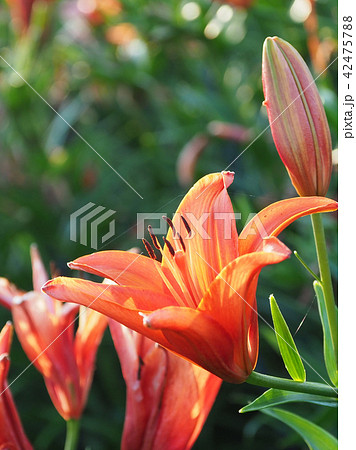 ユリ（自然質感） 42475788