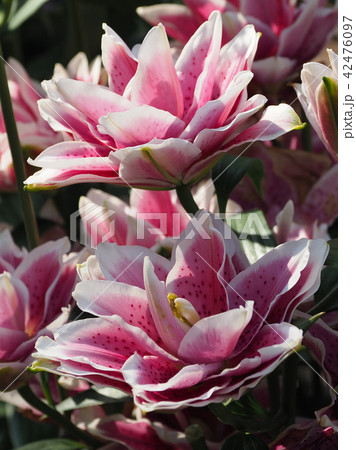 ユリ（自然質感） 42476097