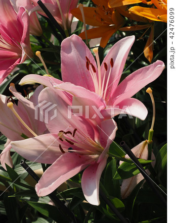 ユリ（自然質感） 42476099