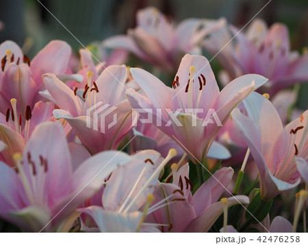 ユリ（自然質感） 42476258