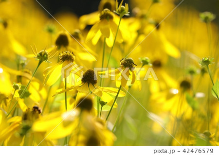 Cutleaf Coneflower (Rudbeckia laciniata) 42476579