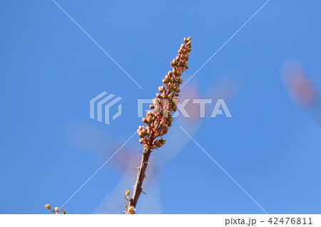 テキサスのピンクの花のつぼみ テキサスのピンクの花のつぼみ 42476811