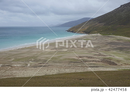 The Neck on Saunders Island 42477458