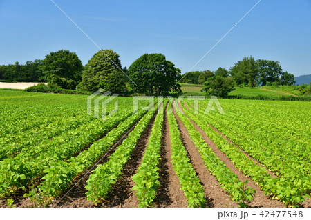 晴天の北海道厚沢部町鶉地区の大豆畑の真夏の風景を撮影 晴天の北海道厚沢部町鶉地区の大豆畑の真夏の風景を撮影 42477548