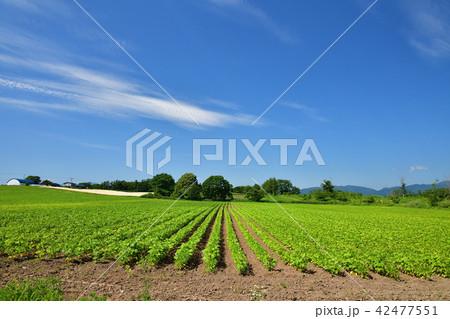 晴天の北海道厚沢部町鶉地区の大豆畑の真夏の風景を撮影 晴天の北海道厚沢部町鶉地区の大豆畑の真夏の風景を撮影 42477551