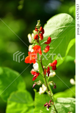 快晴の青空をバックに赤と白の花豆の花が咲いている真夏の風景を撮影 快晴の青空をバックに赤と白の花豆の花が咲いている真夏の風景を撮影 42477637