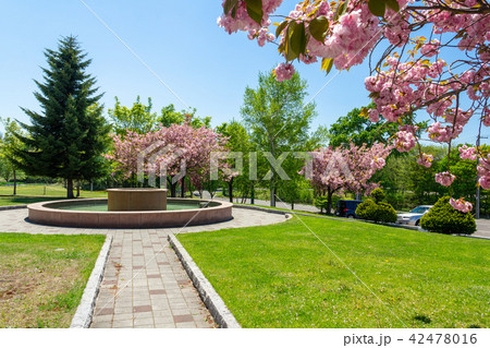 札幌ブランバーチ・チャペルの八重桜 42478016